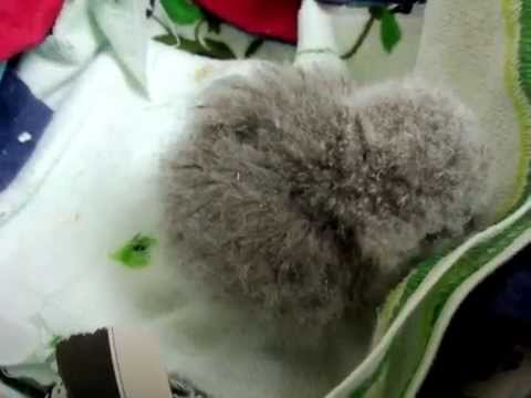 びよーんびよーん。ヨチヨチ