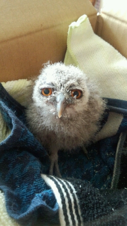 虎鉄がやってきた！