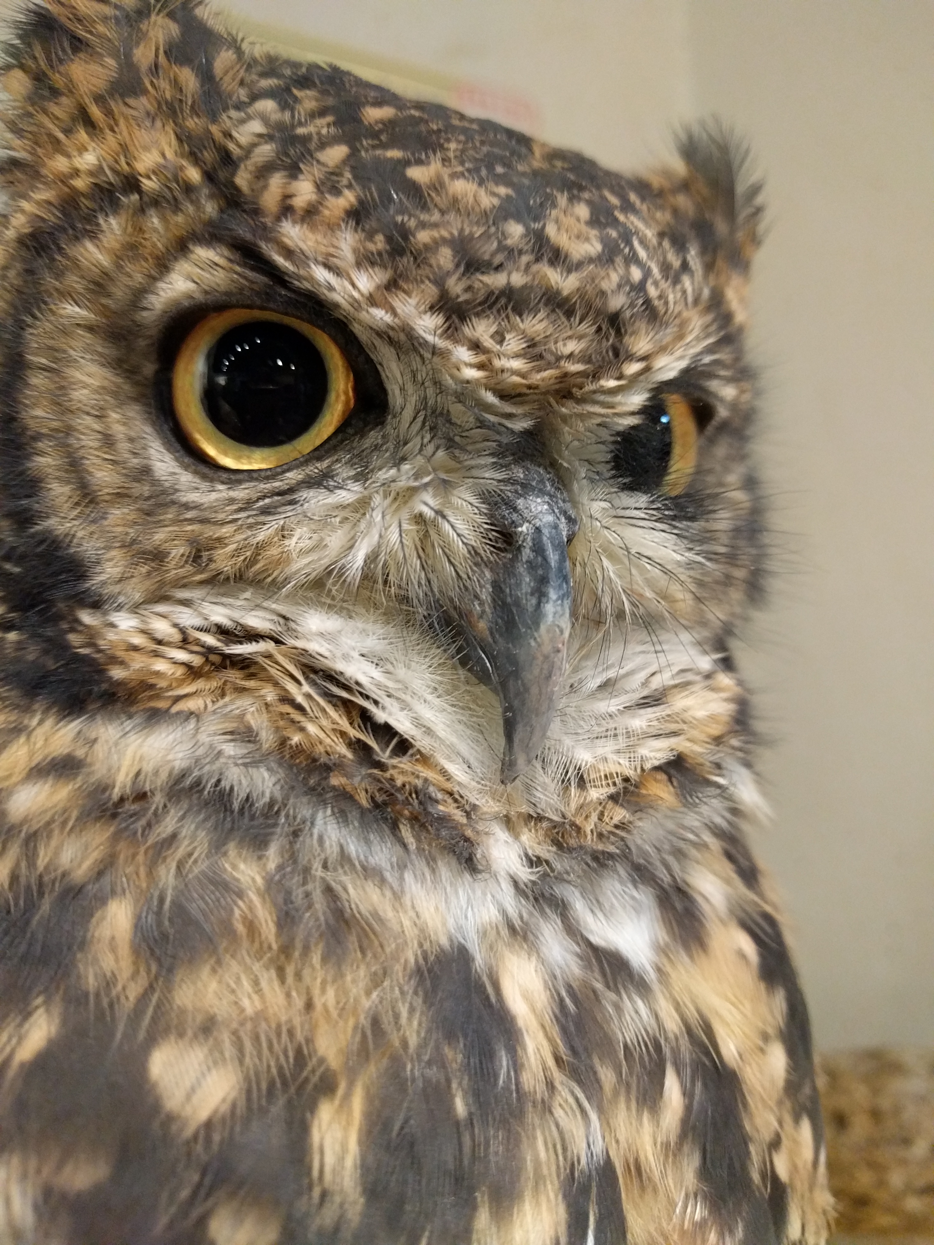 フクロウと鷹が好き アフリカオオコノハズク好きから始まってフクロウカフェ始めちゃいました