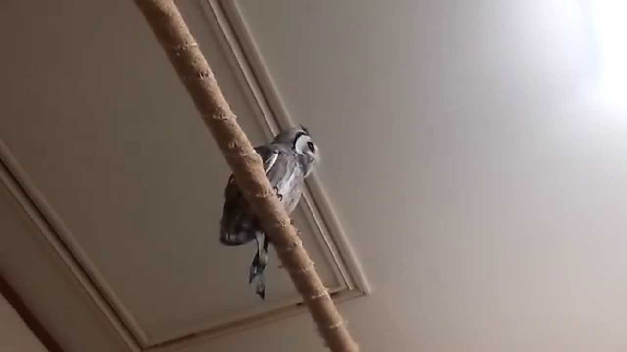 龍空 ｖｓ エドワード