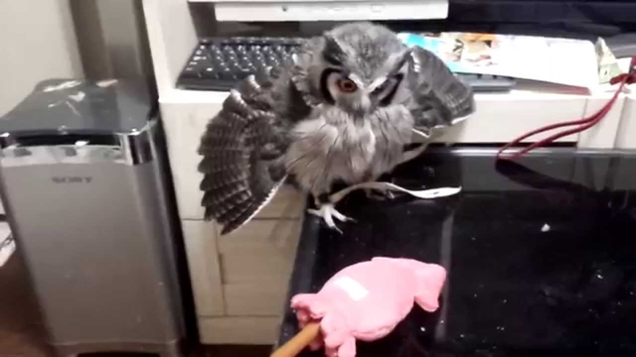 【動画】イカ焼きと虎鉄、そして龍空の動画版。ちょっとだけエド。