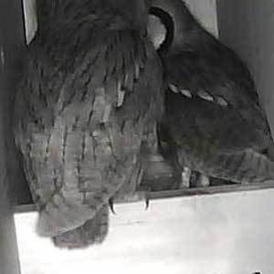 メゾン・ド・ラブコノ３～予告編