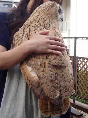 念願の猛禽ミーティング参加！