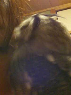 おくればせながら・・。