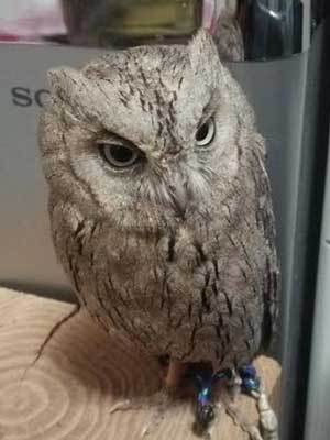 つぶちゃんのぷち冒険。