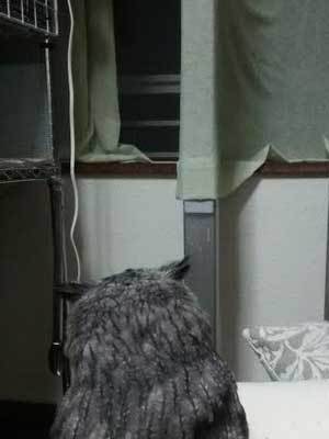 虎鉄の趣味は♪