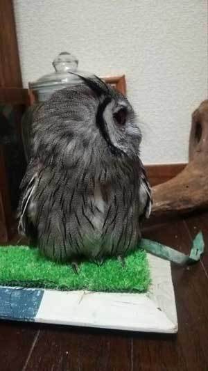 いつまでも可愛い虎鉄。