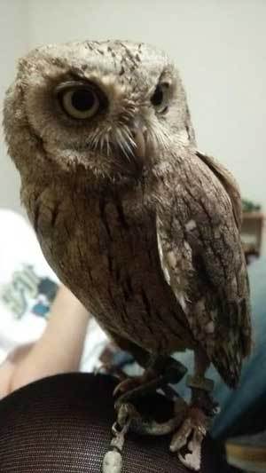 つぶあん、虎鉄くんちに遊びに行く。