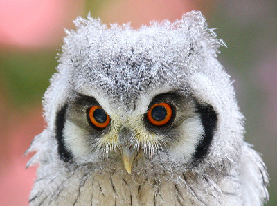 アフコノで間違いありませんか？