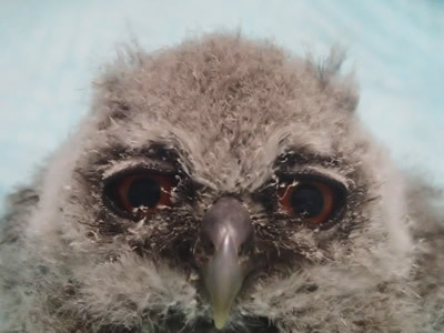 ちょっぴり大人の羽