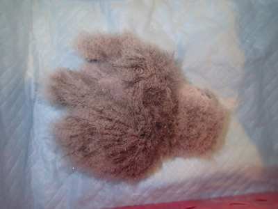 リトルズーに遊びに行ってきました。