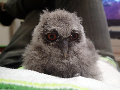 おとうちゃんにもベタ慣れ