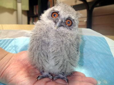 フクロウらしくなってきた