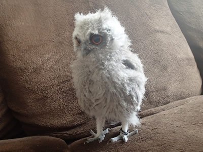 夕方だけど朝日を浴びている虎鉄君