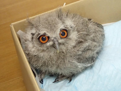 暑い。だる～い。