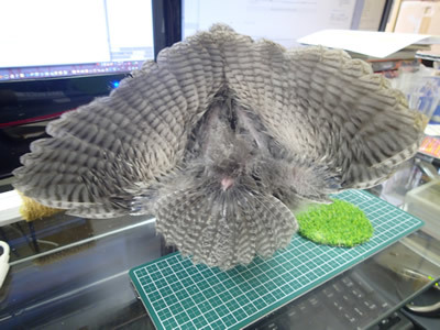 美しい後姿。。。？