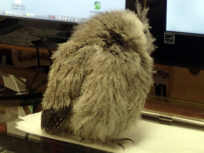 ボーリングに行こう！