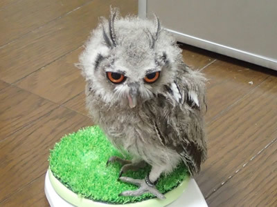 猛禽用体重計の選び方クイズ！