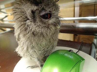 ちょっとジャマだけど、可愛いからゆるそう