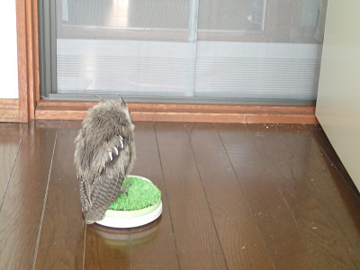 日々の積み重ね、給餌編