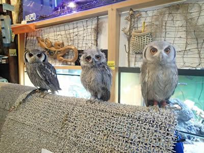 架（ほこ）を作ってみた。