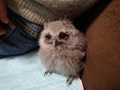 鳥としての自覚。