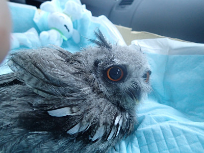 エンゼルウィング