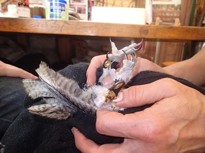 爪とくちばしのお手入れ