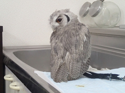 きょうは龍空（りく）の話。