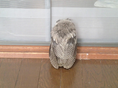 今日もご飯が待ち遠しい。