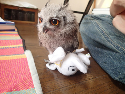 ヒナ、シロで狩りの練習