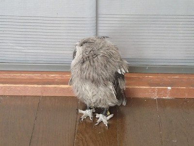 羽角が目立ってきました