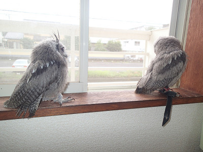 龍空がはじめて来た日