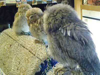 たくさんのヒナと。