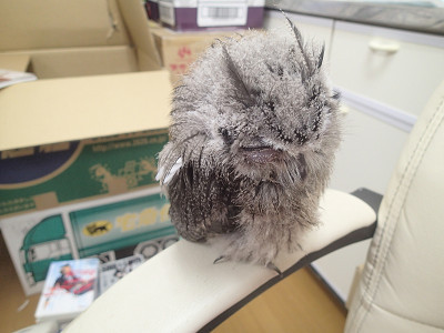 昼間は、仕事場の肘かけで。