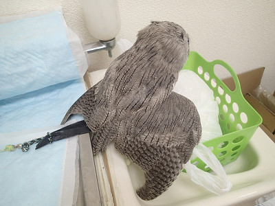 暑くても弱みなんか見せられない