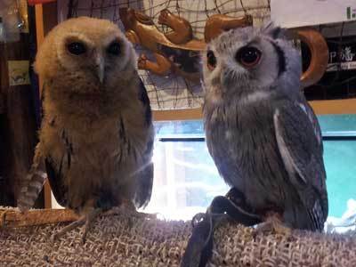 ナンベイヒナフクロウちゃんと。