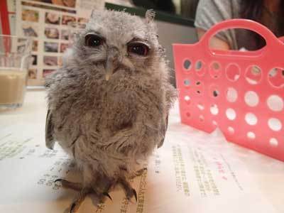 久しぶりの虎鉄