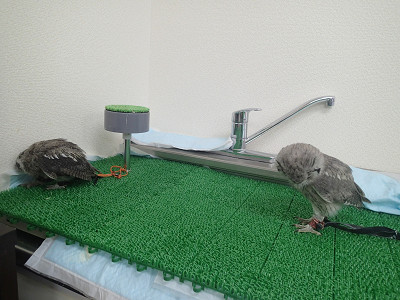 何をお探しで？