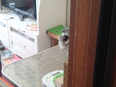 朝ごはん争奪戦