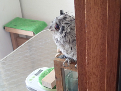 ※閲覧注意　食事風景１