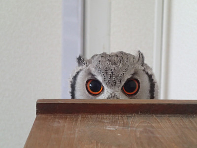 龍空、ポーズきめてみました