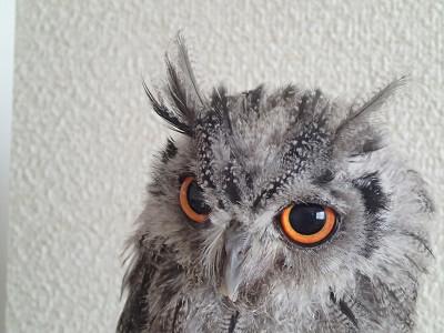 虎鉄、立派な羽角