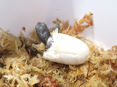 リトルズーさんへカメの孵化を見に行く