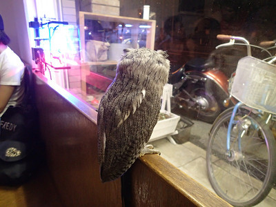 1日フクロウカフェBar