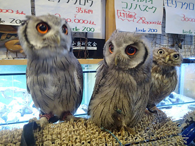 アフコノ祭り、つづき
