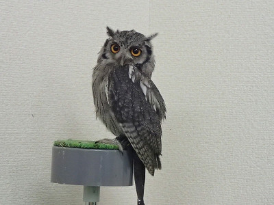 ついに正体をあらわしたな！？