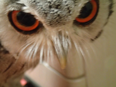 1食に切り替えのタイミングに悩む