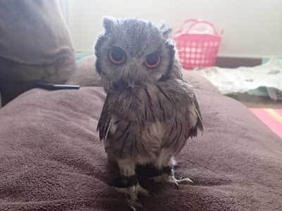 虎鉄、床で遊ぶ