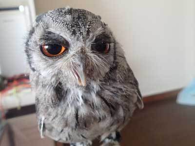 オネエ系フクロウ